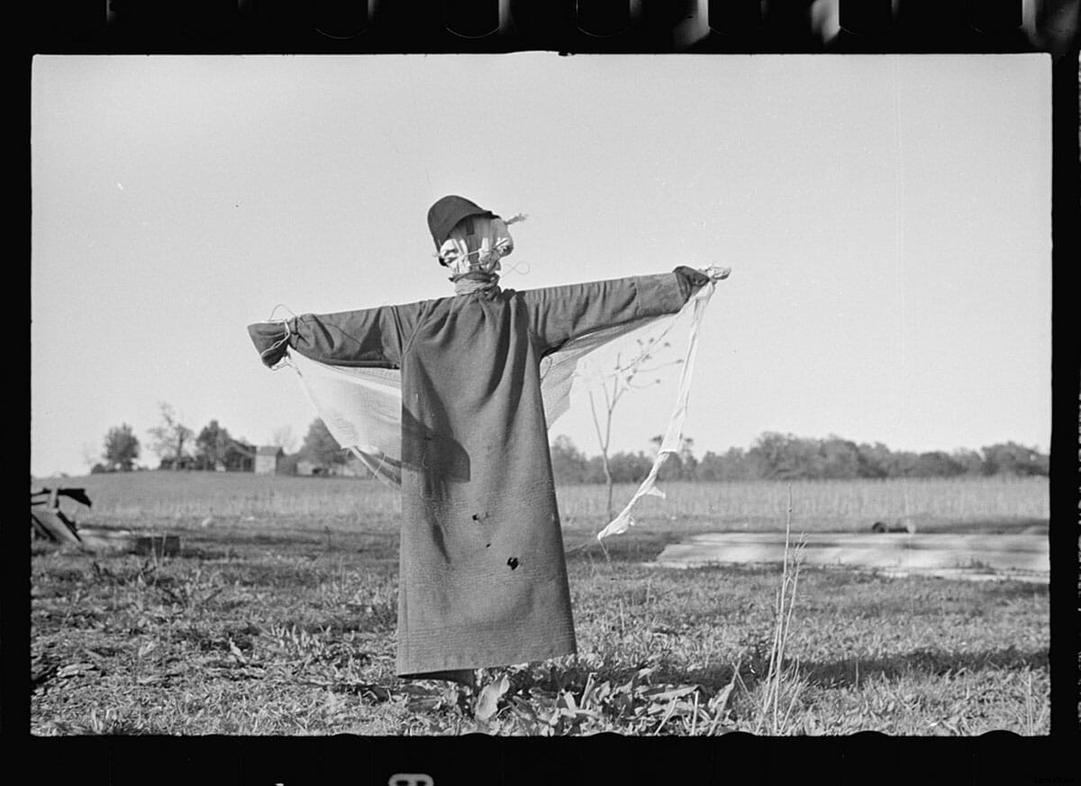Hay, Man: The Curious Life and Times of Scarecrows