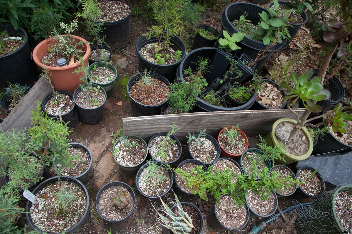 An Arborist’s Guide to Vigilante Art in West Oakland