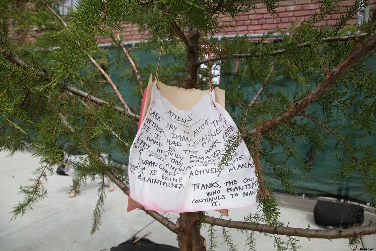 An Arborist’s Guide to Vigilante Art in West Oakland