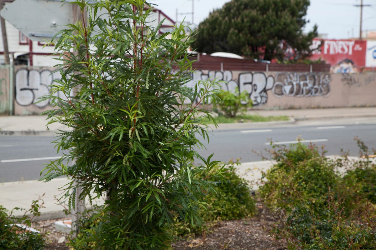 An Arborist’s Guide to Vigilante Art in West Oakland