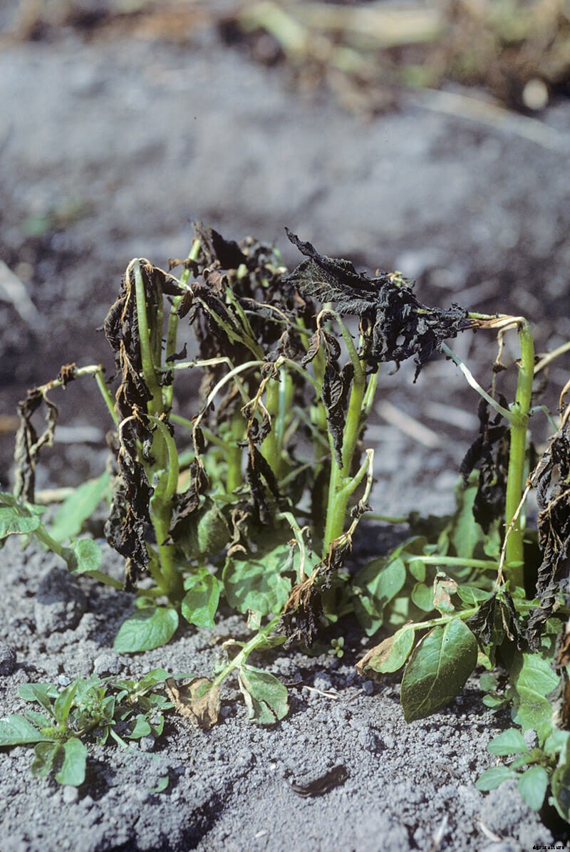 The First GMO Field Tests