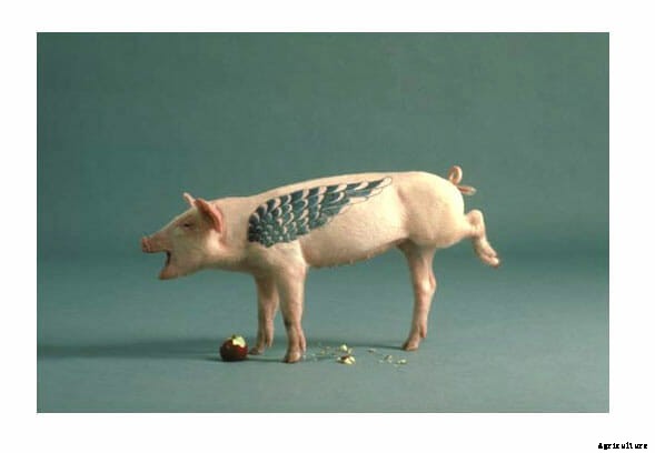 O-inked: Is Tattooing a Pig Art?