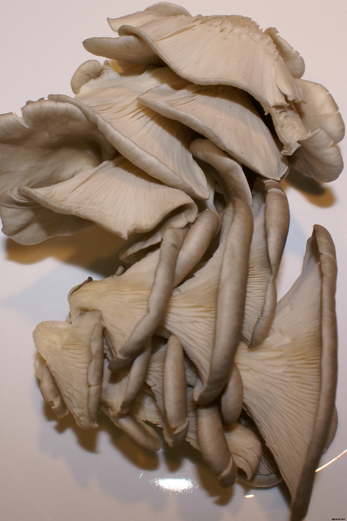 The One Tiny Region That Produces Nearly Half of U.S. Mushrooms