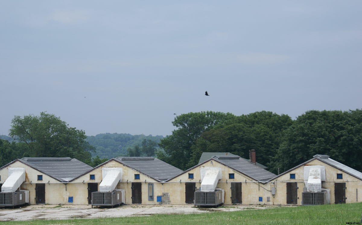 The One Tiny Region That Produces Nearly Half of U.S. Mushrooms