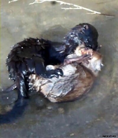 This Guy Raises and Trains Mink to Hunt