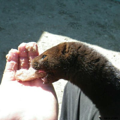 This Guy Raises and Trains Mink to Hunt