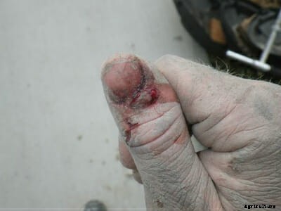 This Guy Raises and Trains Mink to Hunt