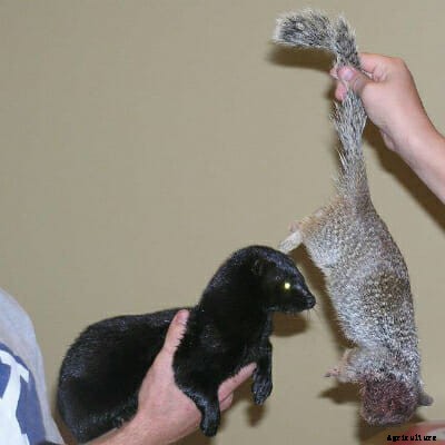 This Guy Raises and Trains Mink to Hunt