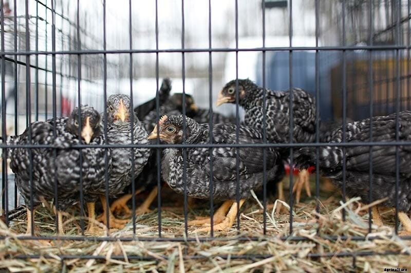 After Disease, the Triumphant Return of New Hampshire’s Chicken Swaps