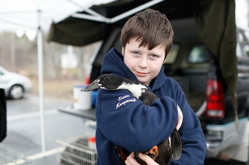 After Disease, the Triumphant Return of New Hampshire’s Chicken Swaps