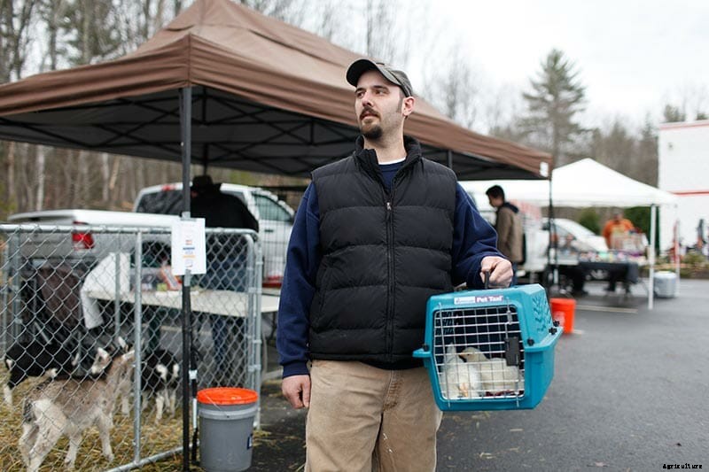 After Disease, the Triumphant Return of New Hampshire’s Chicken Swaps