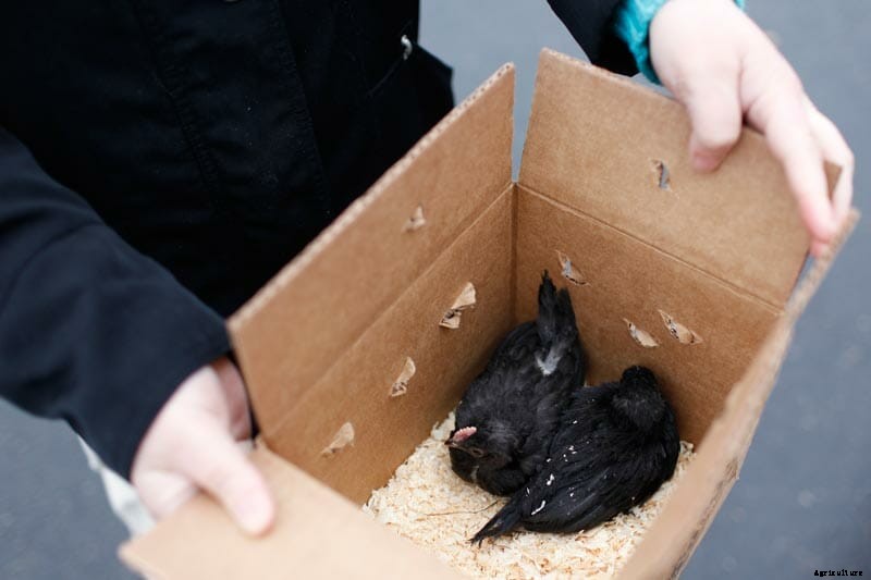 After Disease, the Triumphant Return of New Hampshire’s Chicken Swaps