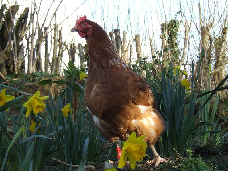 How to Recycle a Hen