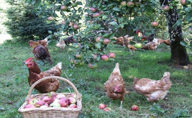 How to Recycle a Hen