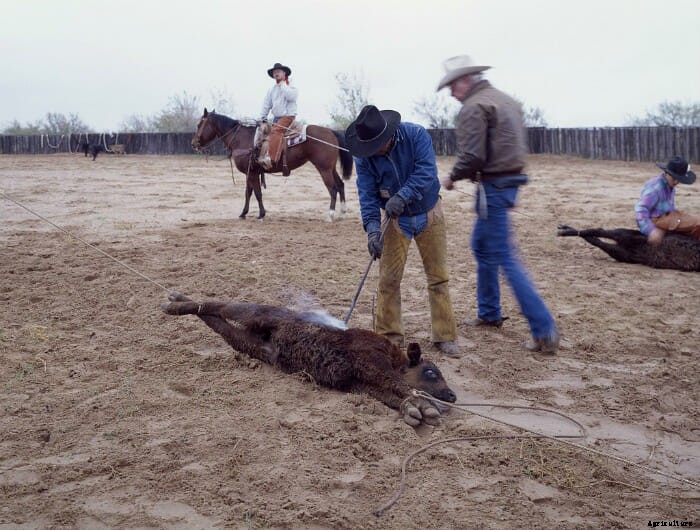 12 Vintage Pictures of Cattle Branding