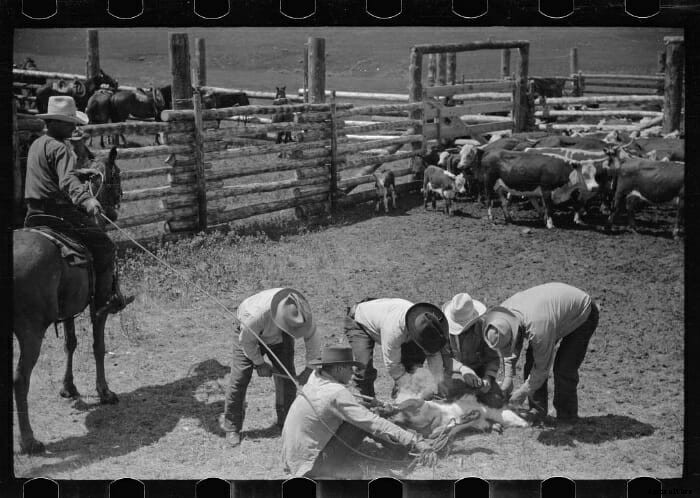 12 Vintage Pictures of Cattle Branding