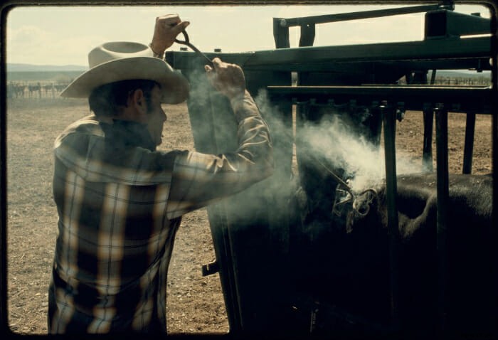 12 Vintage Pictures of Cattle Branding