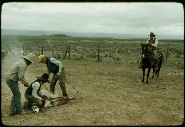 12 Vintage Pictures of Cattle Branding