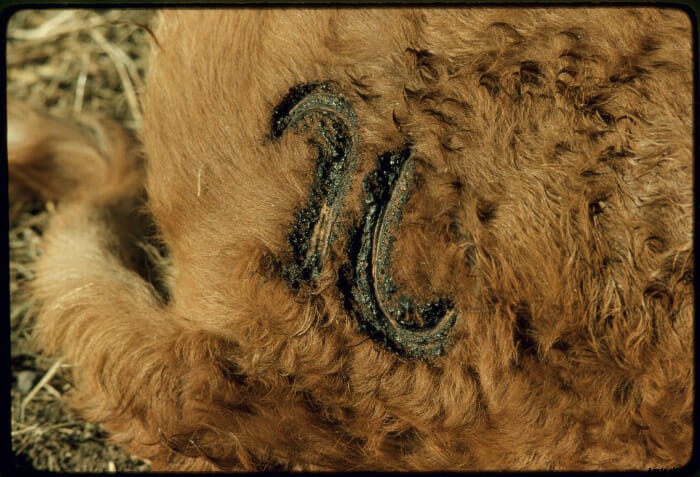 12 Vintage Pictures of Cattle Branding
