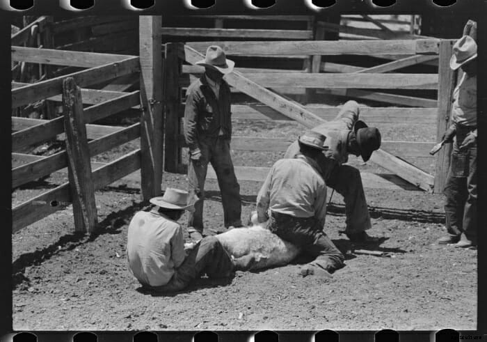 12 Vintage Pictures of Cattle Branding
