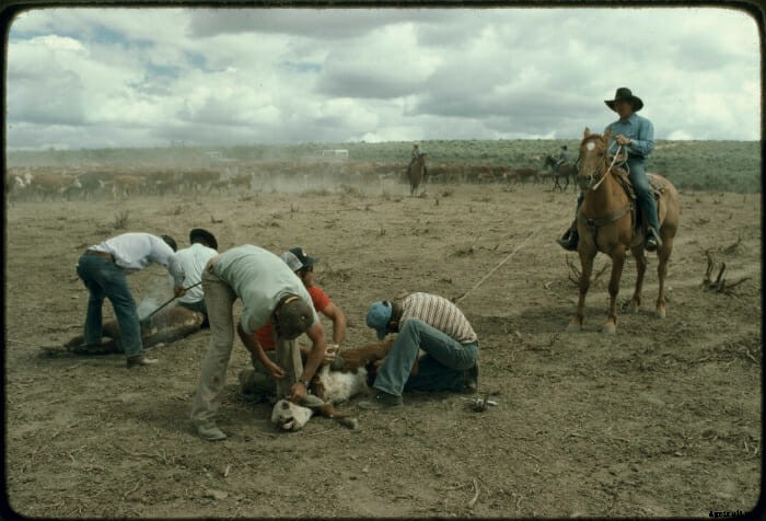 12 Vintage Pictures of Cattle Branding