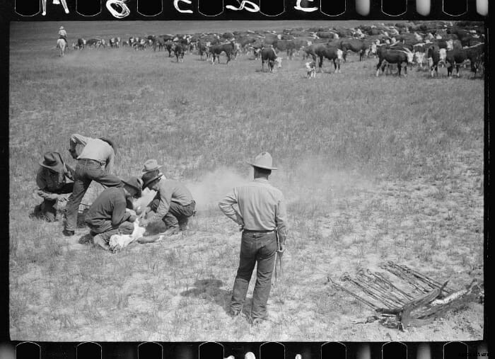 12 Vintage Pictures of Cattle Branding