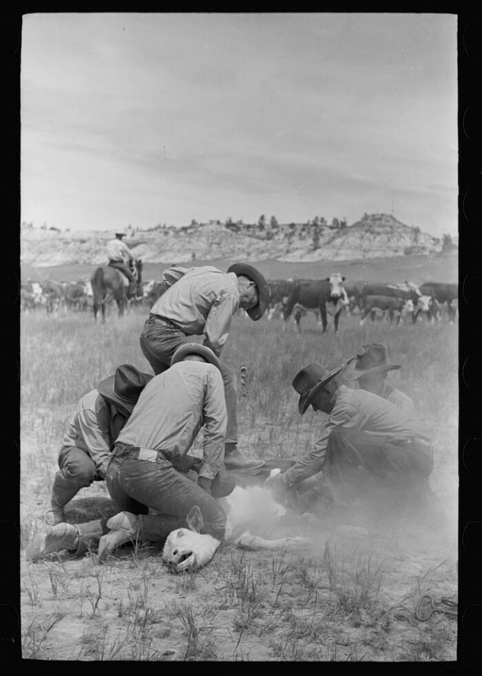 12 Vintage Pictures of Cattle Branding