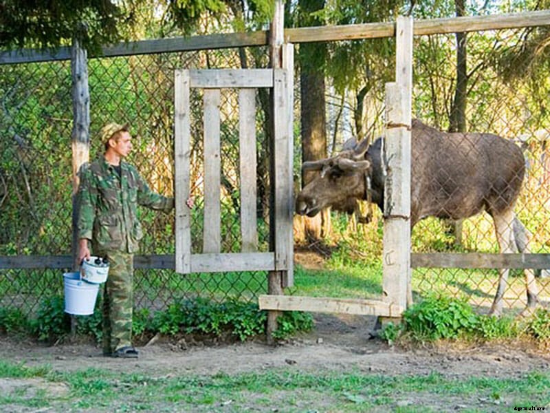 Moose Milking in Russia