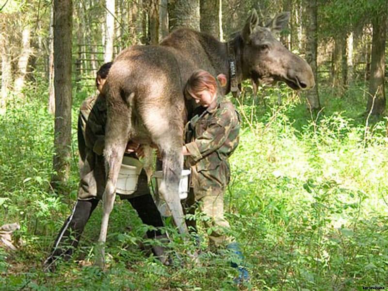 Moose Milking in Russia