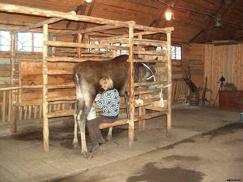 Moose Milking in Russia