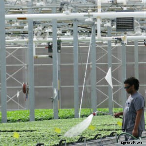 Making Flu Vaccines From Tobacco