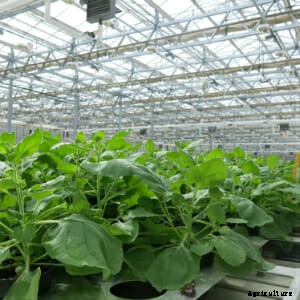 Making Flu Vaccines From Tobacco