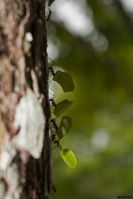 Ant Farm: These Insect Cowboys Harvest, Herd and Milk