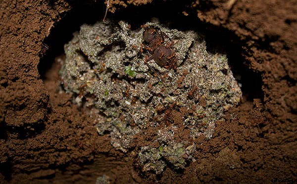 Ant Farm: These Insect Cowboys Harvest, Herd and Milk