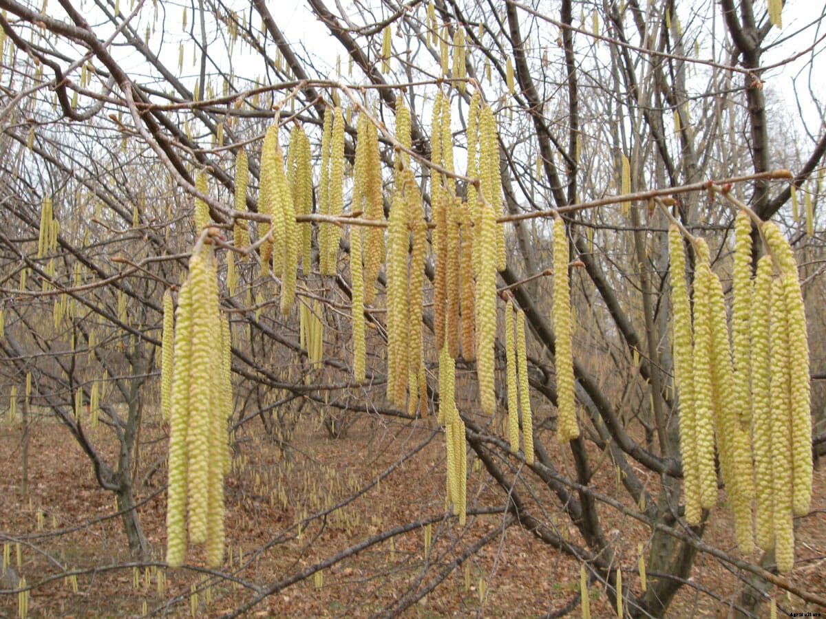 The Great American Hazelnut Hunt