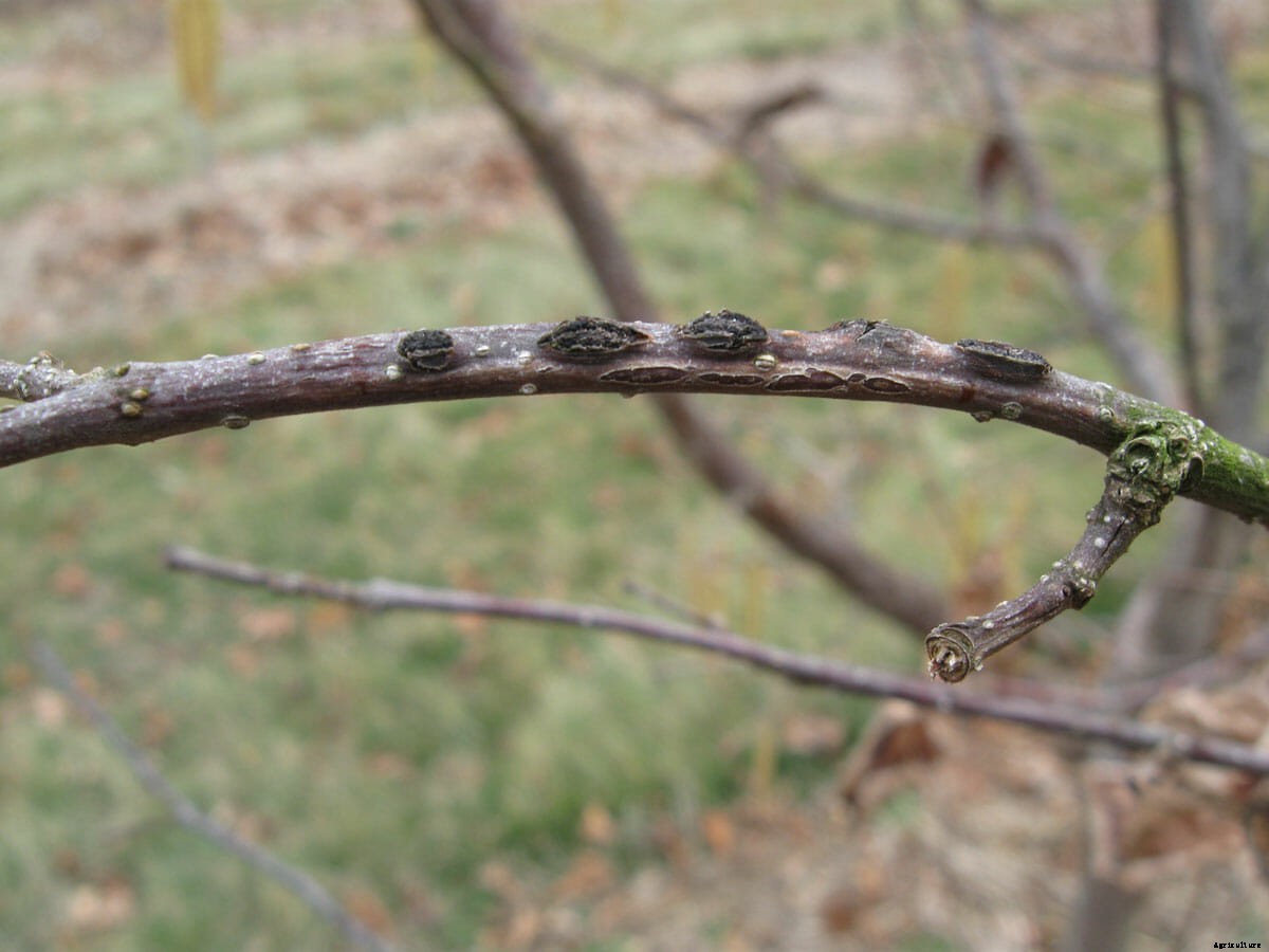 The Great American Hazelnut Hunt