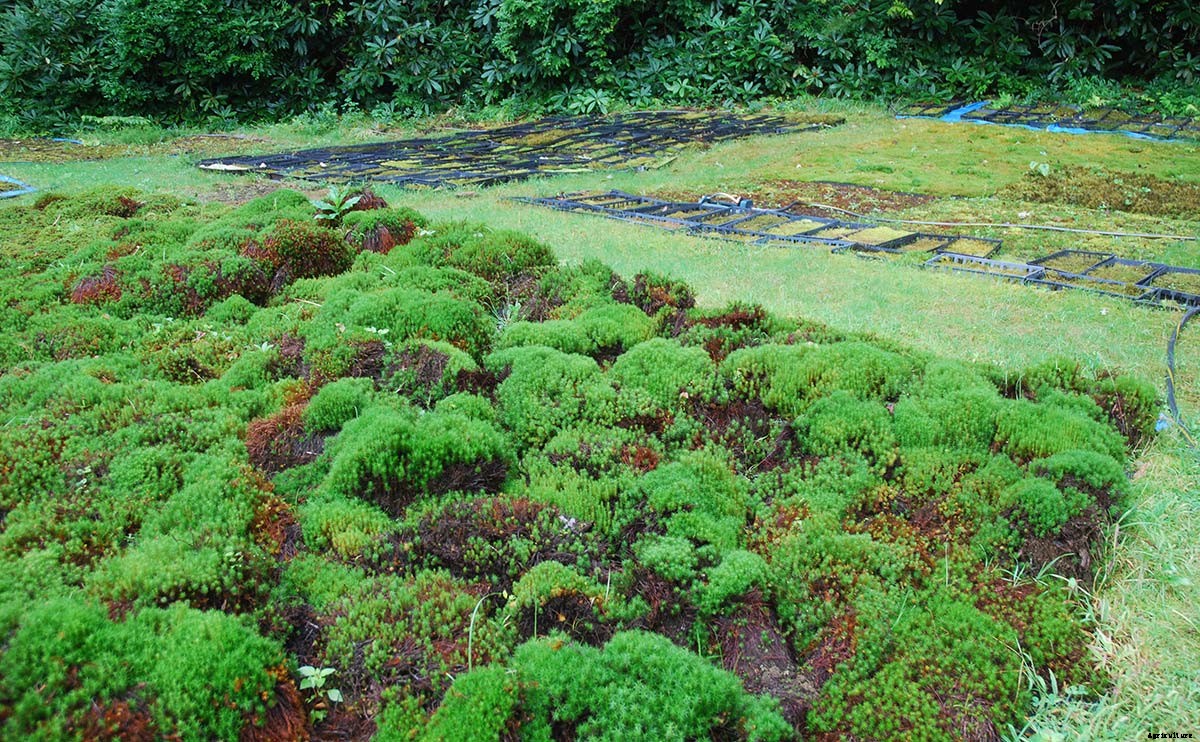 Beautiful Bryophytes: A Q&A with Moss Queen Annie Martin