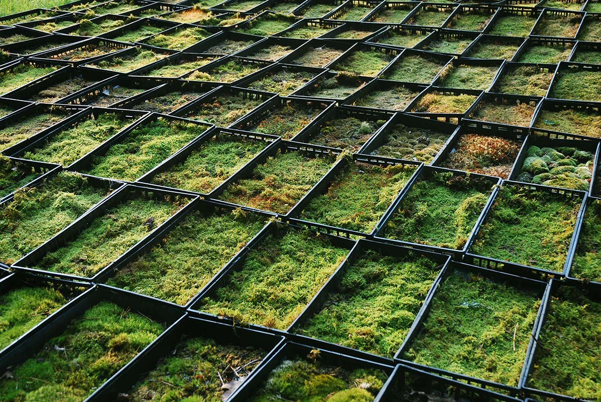 Beautiful Bryophytes: A Q&A with Moss Queen Annie Martin