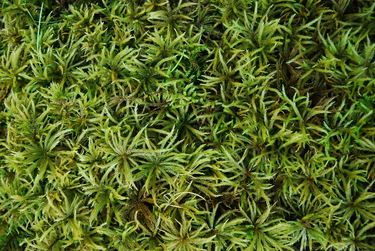 Beautiful Bryophytes: A Q&A with Moss Queen Annie Martin