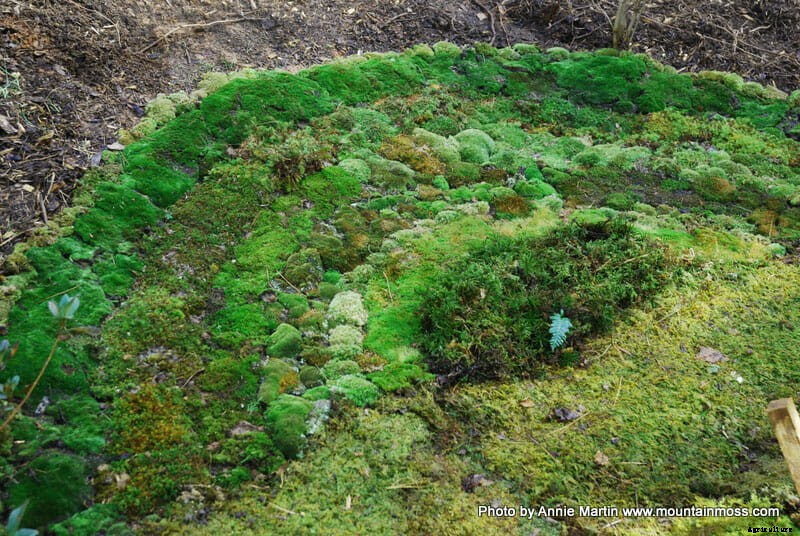 Beautiful Bryophytes: A Q&A with Moss Queen Annie Martin