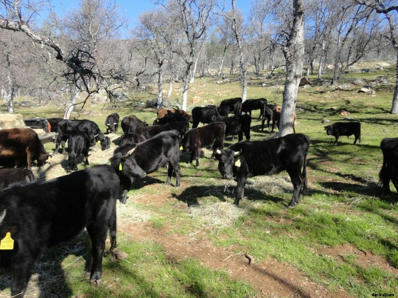 Can Organic Farmers Weather California’s Epic Drought?