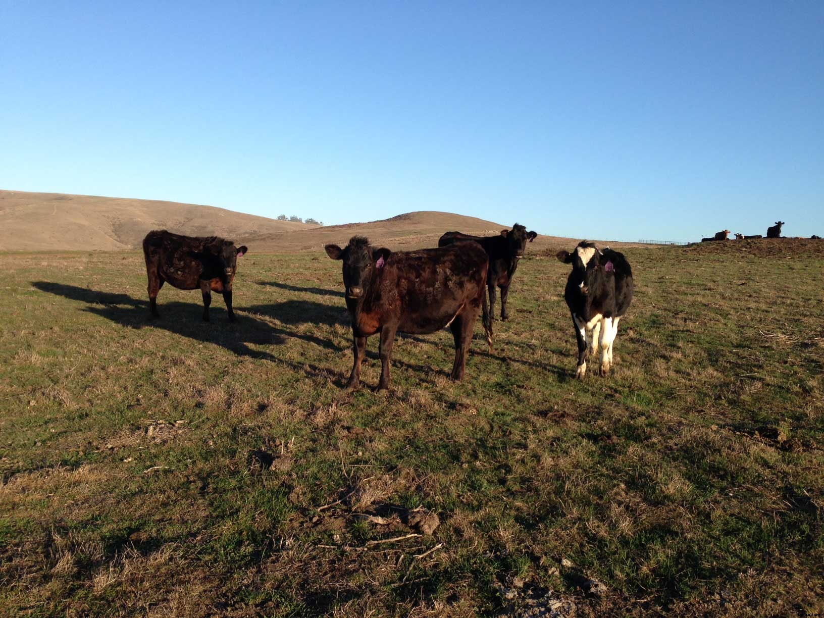 Can Organic Farmers Weather California’s Epic Drought?