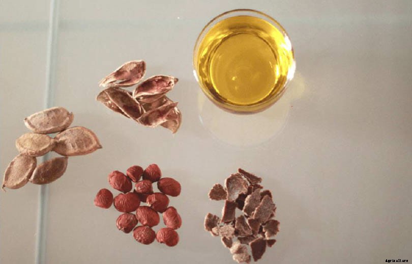 Is This Asian Tree a New Hope for Florida’s Citrus Growers?