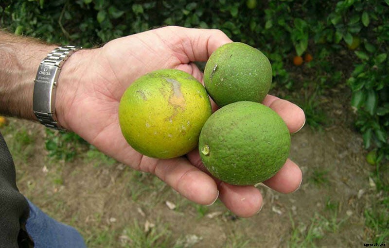 Is This Asian Tree a New Hope for Florida’s Citrus Growers?