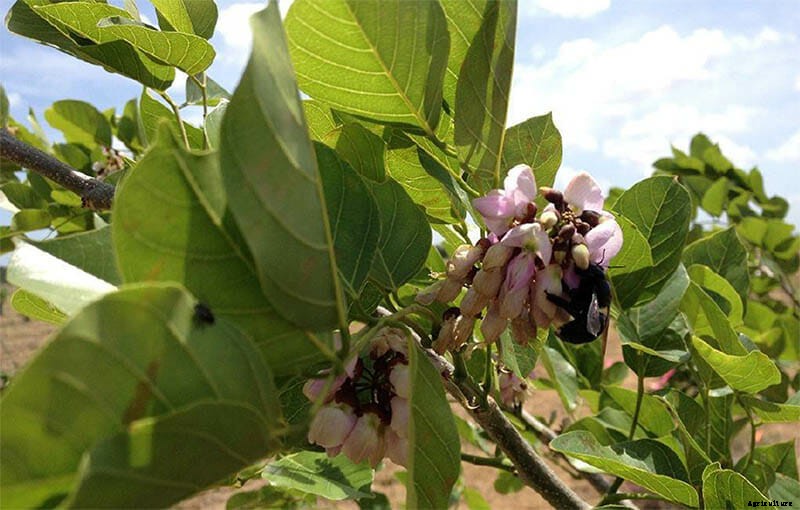Is This Asian Tree a New Hope for Florida’s Citrus Growers?