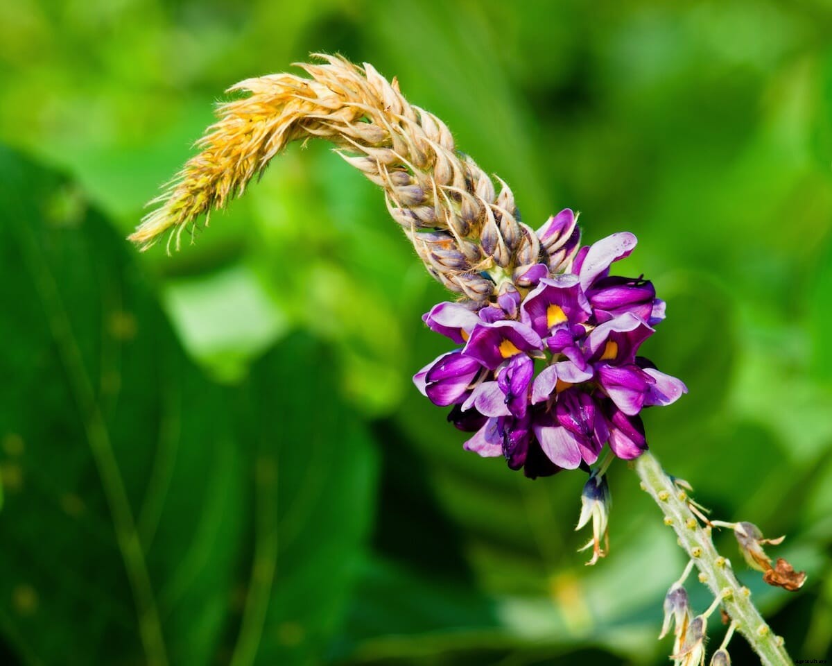 The Joy of Cooking Invasive Species
