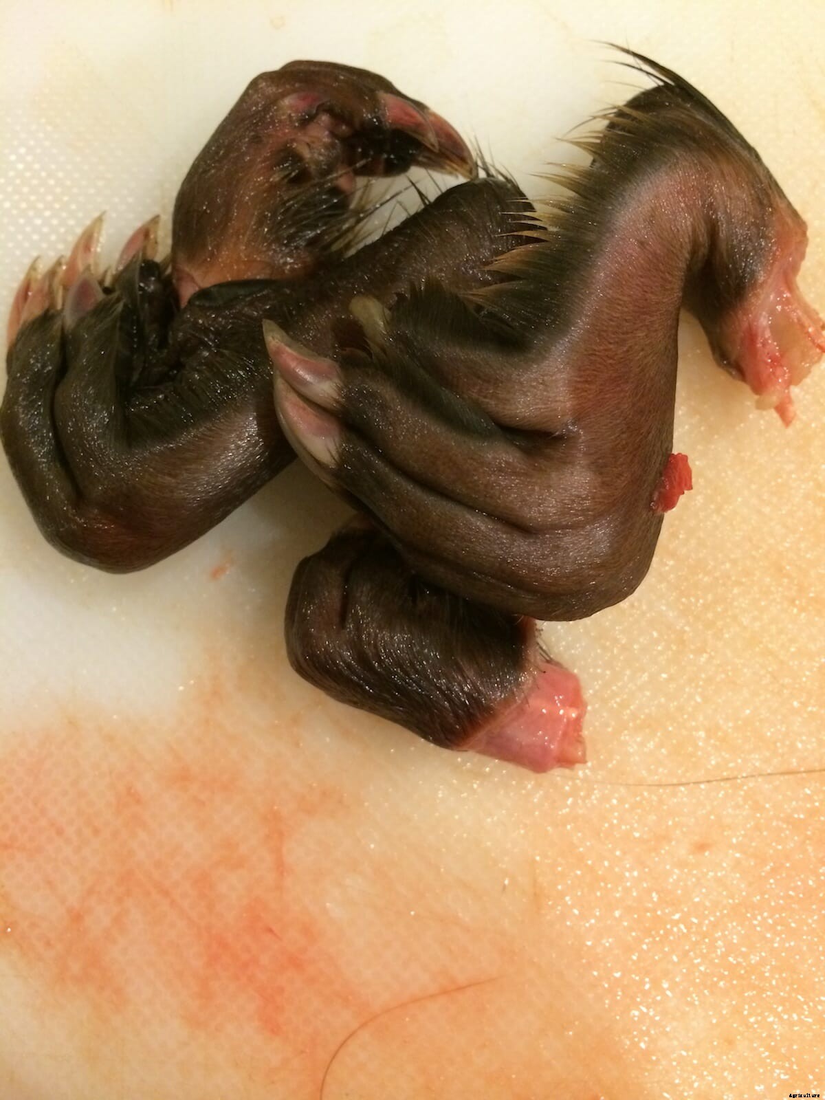 The Art and Science of Muskrat Cooking