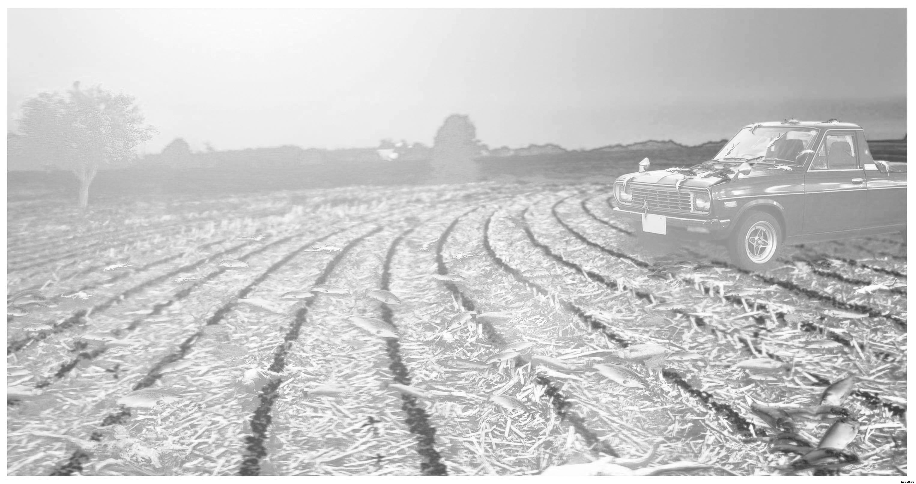 When Animals Fall from the Sky