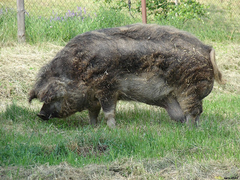 Meet the Mangalitsa, the Hairy Pig That’s the Kobe Beef of Pork