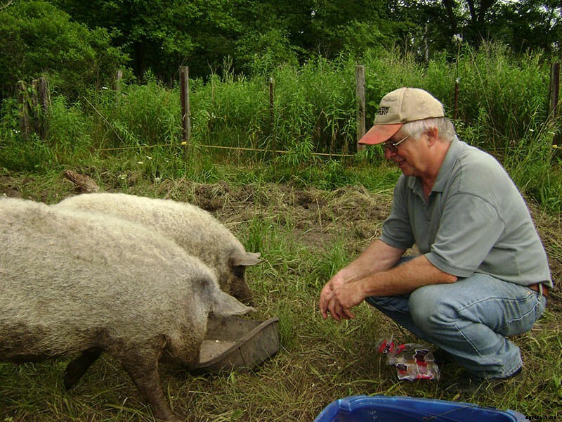 Meet the Mangalitsa, the Hairy Pig That’s the Kobe Beef of Pork